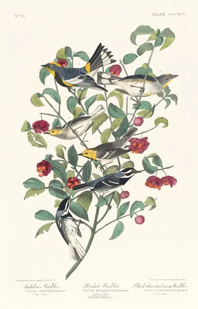Audubons warbler. Hermit warbler. Black-throated gray warbler by John James Audubon, 1827–1838 — digital art print download