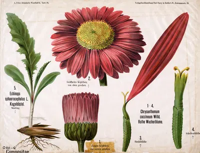Compositae ; composietenfamilie by A. Peter, 1901 — digital art print download