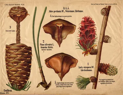 Coniferae ; naaldbomenfamilie by A. Peter, 1901 — digital art print download