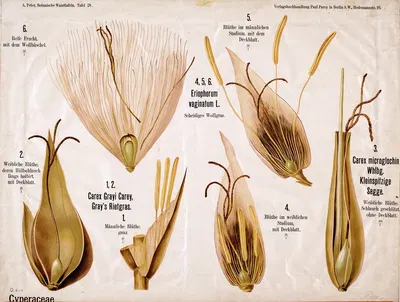 Cyperaceae ; cypergrassenfamilie by A. Peter, 1901 — digital art print download