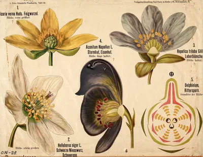 Ranunculaceae ; ranonkelfamilie botanische onderwijsplaten by A. Peter, 1901 — digital art print download