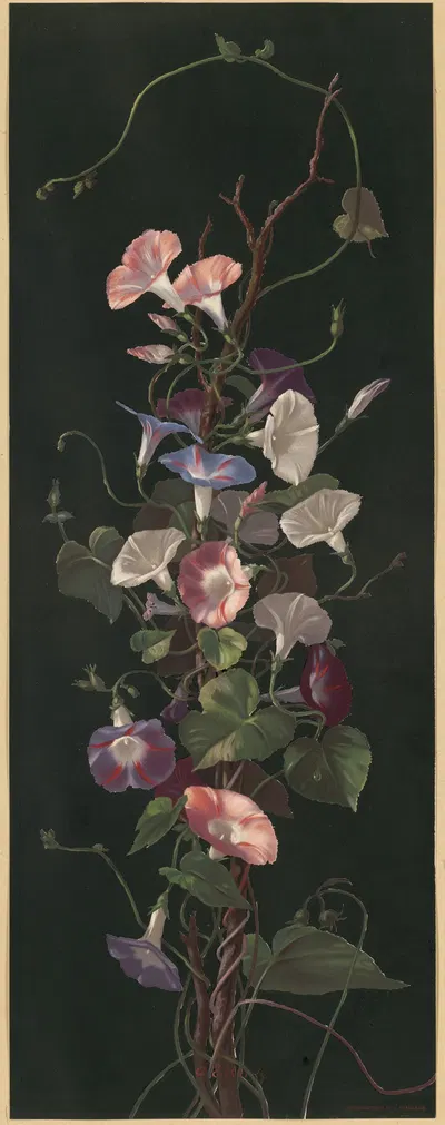 Morning glories by Annie Eliza Hardy, 1877 — digital art print download