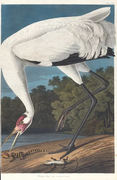 Hooping crane by John James Audubon, 1827–1838 — digital art print download