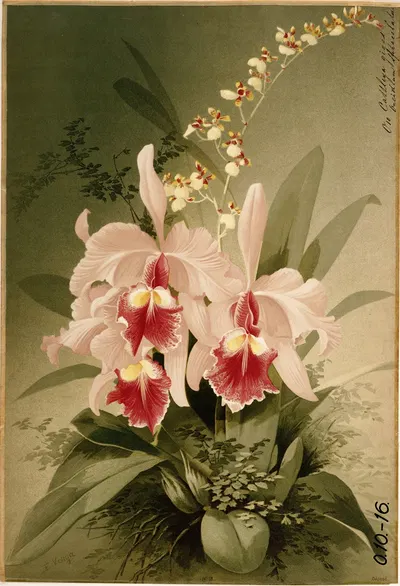 Cattleya gigas. Oncidium sphacelatum ; orchideeën by E. Vouga — digital art print download