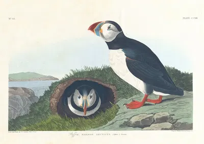 Puffin by John James Audubon, 1827–1838 — digital art print download