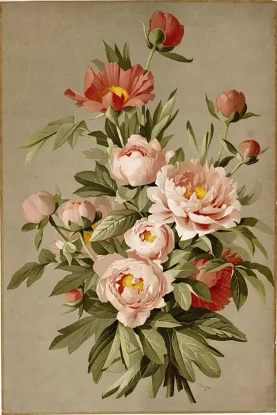 Paeonia officinalis ; klaverzuring by E. Vouga — digital art print download
