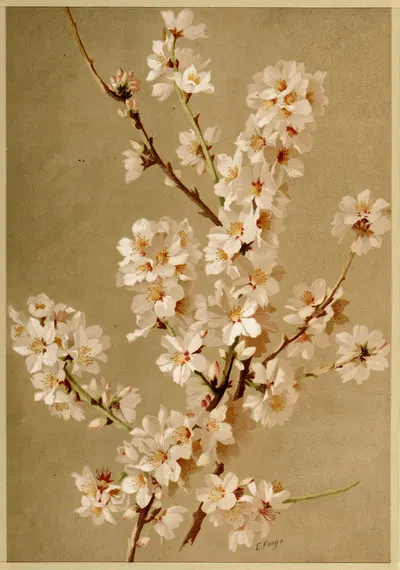 Pirus malus ; appelboom by E. Vouga — digital art print download