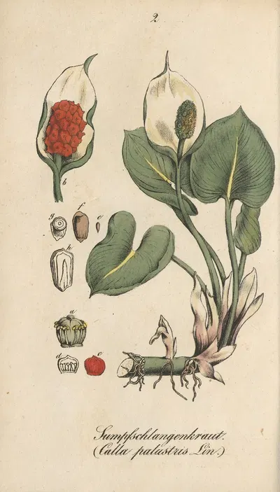 Calla palustris by Eduard Winkler, 1831 — digital art print download