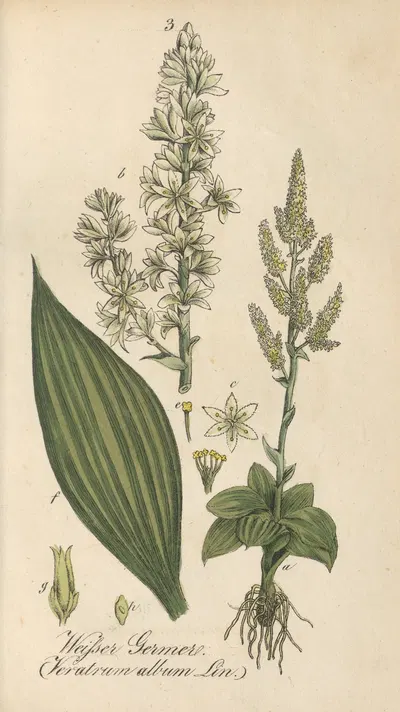 Veratrum album by Eduard Winkler, 1831 — digital art print download