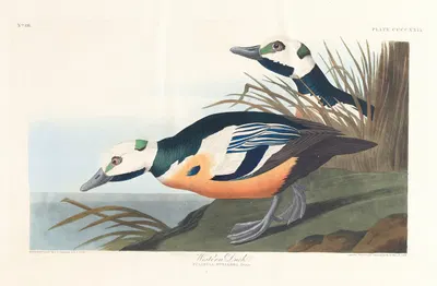 Western duck by John James Audubon, 1827–1838 — digital art print download