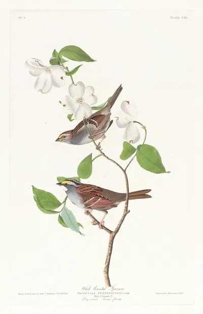 White throated sparrow by John James Audubon, 1827–1838 — digital art print download