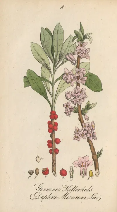 Daphne mezereum by Eduard Winkler, 1831 — digital art print download