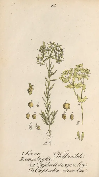 Euphorbia exigua by Eduard Winkler, 1831 — digital art print download
