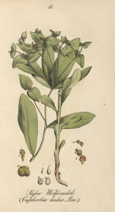 Euphorbia dulcis by Eduard Winkler, 1831 — digital art print download