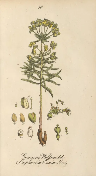 Euphorbia esula by Eduard Winkler, 1831 — digital art print download