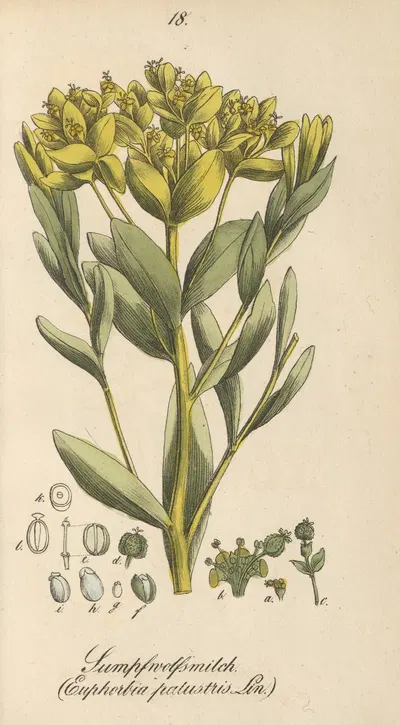Euphorbia palustris by Eduard Winkler, 1831 — digital art print download