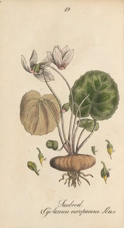 Cyclamen purpurascens by Eduard Winkler, 1831 — digital art print download