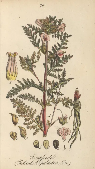 Pedicularis palustris by Eduard Winkler, 1831 — digital art print download
