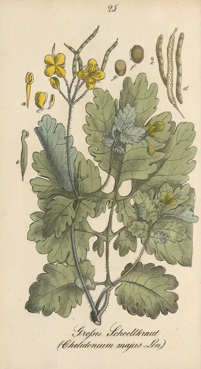 Chelidonium majus by Eduard Winkler, 1831 — digital art print download