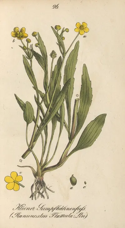 Ranunculus flammula by Eduard Winkler, 1831 — digital art print download