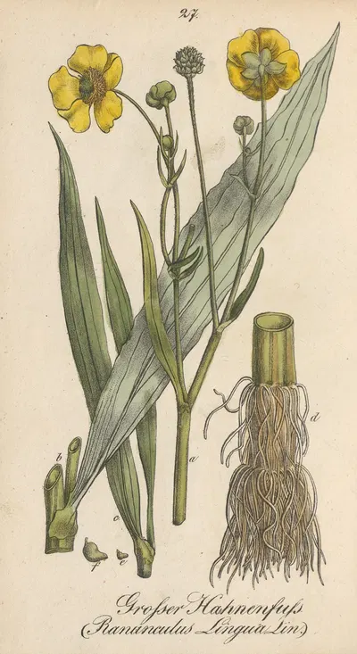 Ranunculus lingua by Eduard Winkler, 1831 — digital art print download