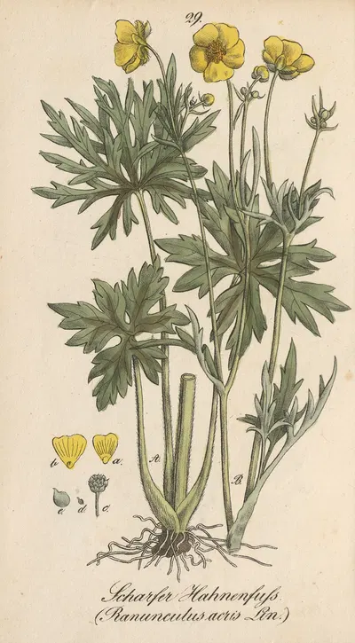 Ranunculus acris by Eduard Winkler, 1831 — digital art print download