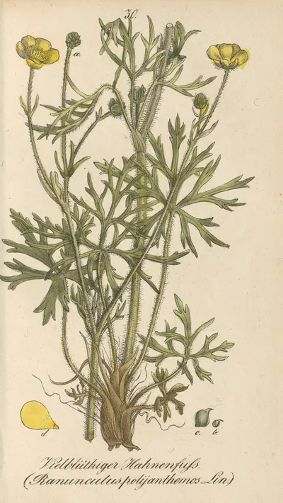 Ranunculus polyanthemos by Eduard Winkler, 1831 — digital art print download