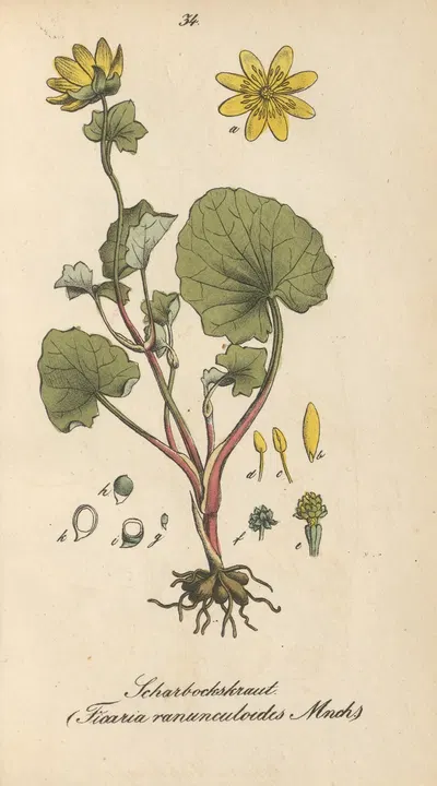 Ficaria ranunculoides by Eduard Winkler, 1831 — digital art print download