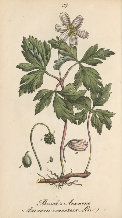 Anemone nemorosa by Eduard Winkler, 1831 — digital art print download
