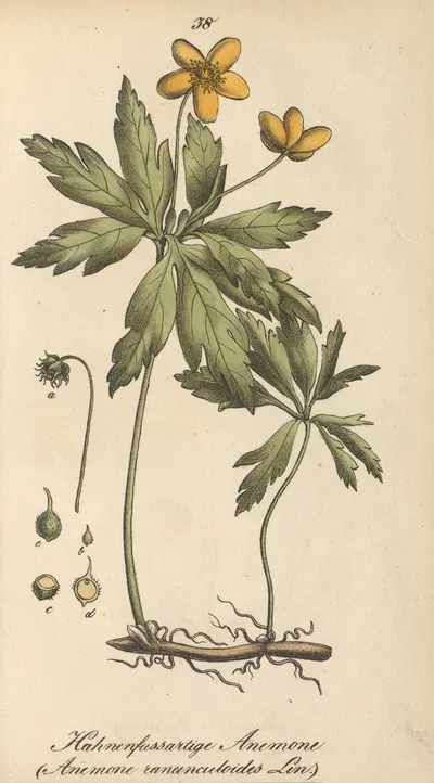 Anemone ranunculoides by Eduard Winkler, 1831 — digital art print download