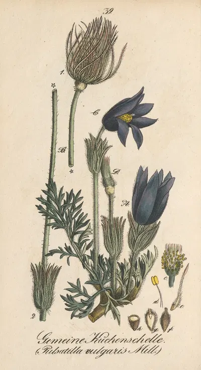 Pulsatilla vulgaris by Eduard Winkler, 1831 — digital art print download