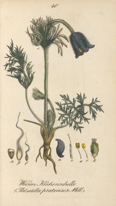 Pulsatilla pratensis by Eduard Winkler, 1831 — digital art print download