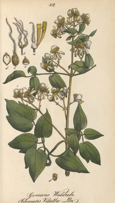Clematis vitalba by Eduard Winkler, 1831 — digital art print download