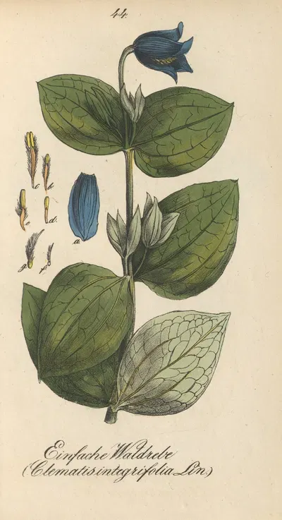 Clematis integrifolia by Eduard Winkler, 1831 — digital art print download