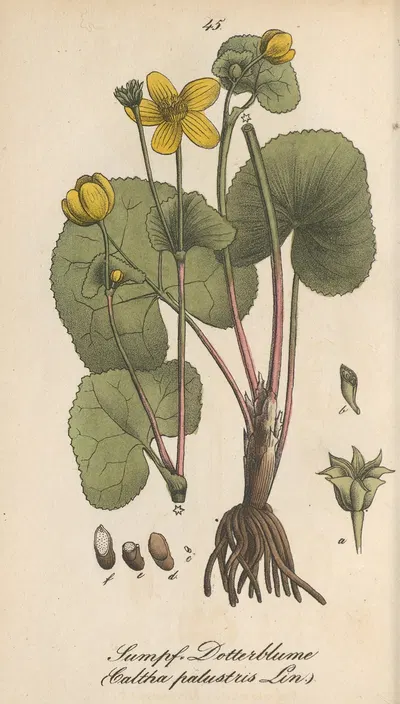 Caltha palustris by Eduard Winkler, 1831 — digital art print download