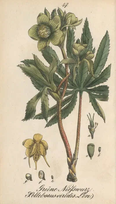 Helleborus viridis by Eduard Winkler, 1831 — digital art print download