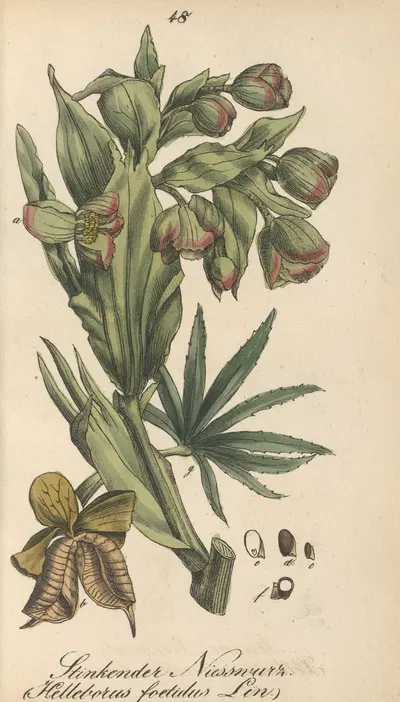 Helleborus foetidus by Eduard Winkler, 1831 — digital art print download