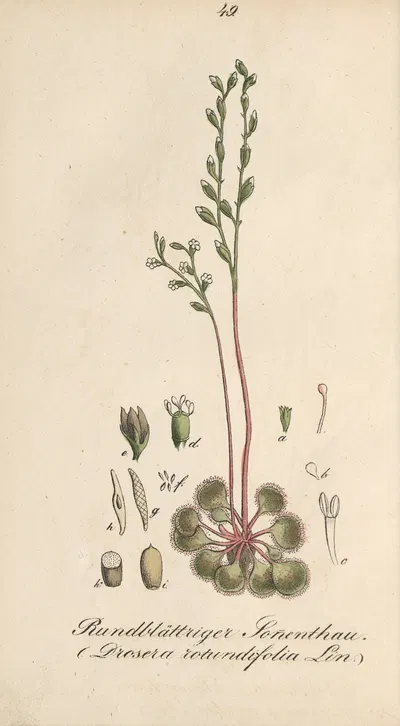 Drosera rotundifolia by Eduard Winkler, 1831 — digital art print download