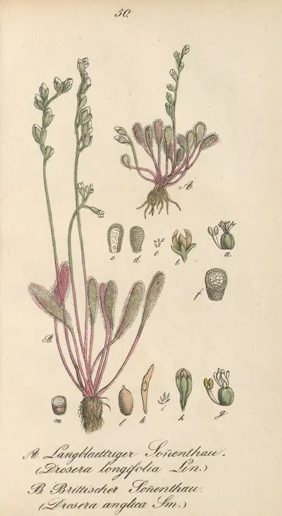 Drosera Longifolia, Drosera anglica by Eduard Winkler, 1831 — digital art print download