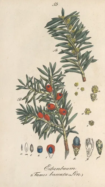Taxus baccata by Eduard Winkler, 1831 — digital art print download