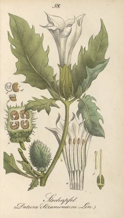 Datura stramonium by Eduard Winkler, 1831 — digital art print download