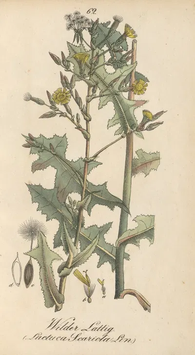 Lactuca serriola by Eduard Winkler, 1831 — digital art print download
