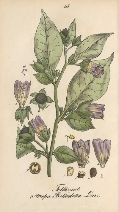 Atropa belladonna by Eduard Winkler, 1831 — digital art print download