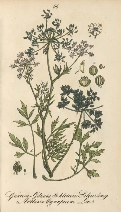 Aethusa cynapium by Eduard Winkler, 1831 — digital art print download