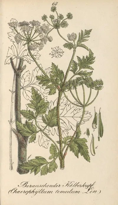 Chaerophyllum temulum by Eduard Winkler, 1831 — digital art print download