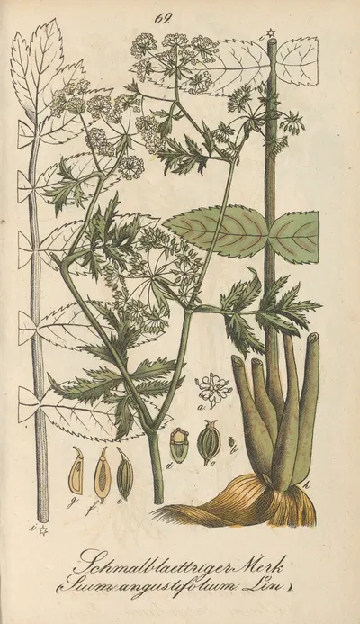 Sium angustifolium by Eduard Winkler, 1831 — digital art print download