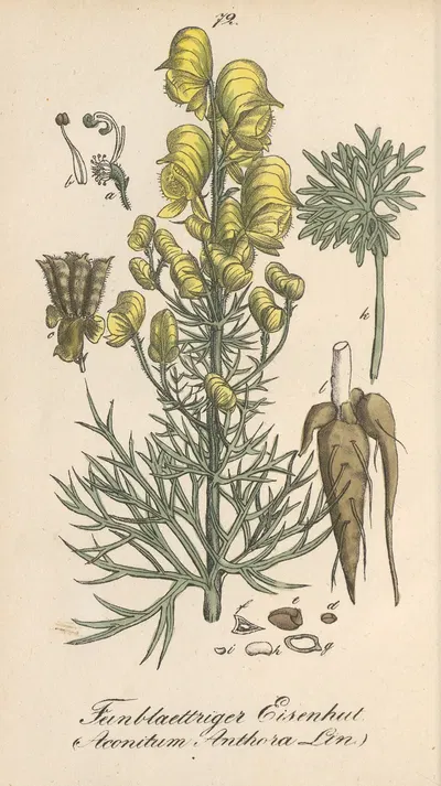 Aconitum anthora by Eduard Winkler, 1831 — digital art print download