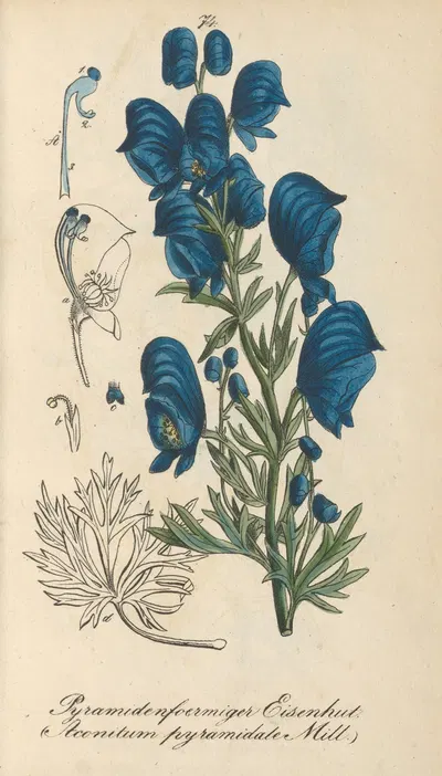 Aconitum pyramidale by Eduard Winkler, 1831 — digital art print download