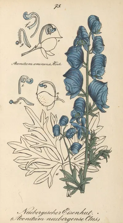 Aconitum neubergense by Eduard Winkler, 1831 — digital art print download