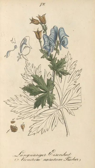 Aconitum nasutum by Eduard Winkler, 1831 — digital art print download